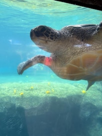 Turtles on site in ocean 5ft from shore