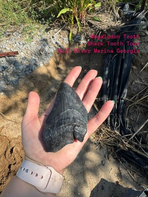 Shark Tooth Excursion- Bull River.  