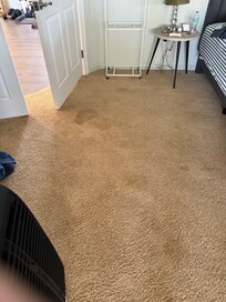 Urine stains in master