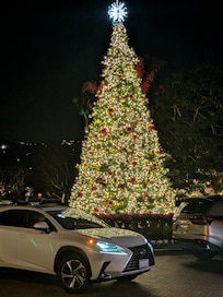 The Christmas tree in the front of the hotel