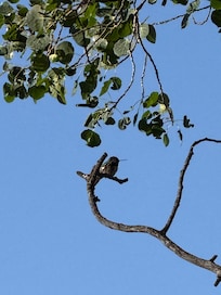 Broad-tailed hummingbird that sat in his Aspen all day keeping us company.