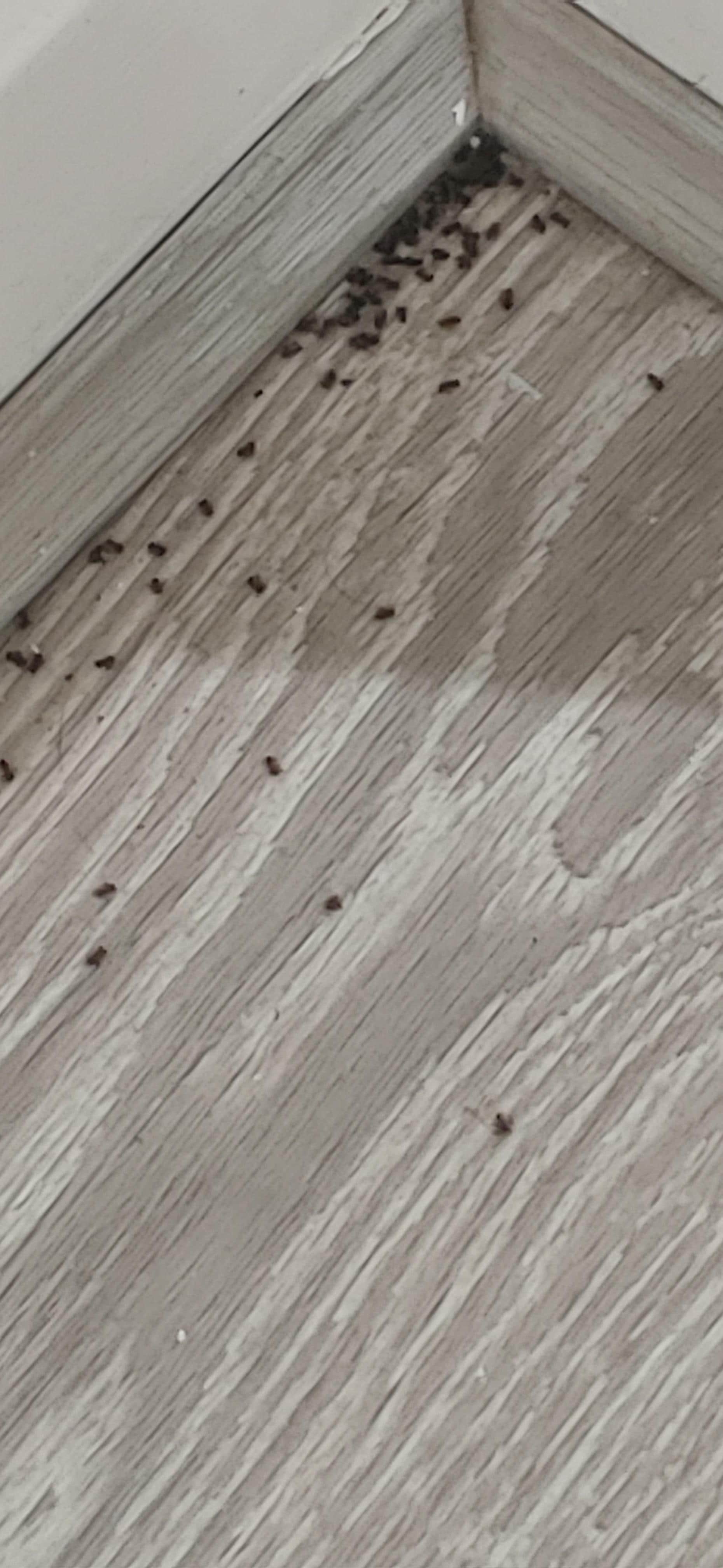 Dead ants