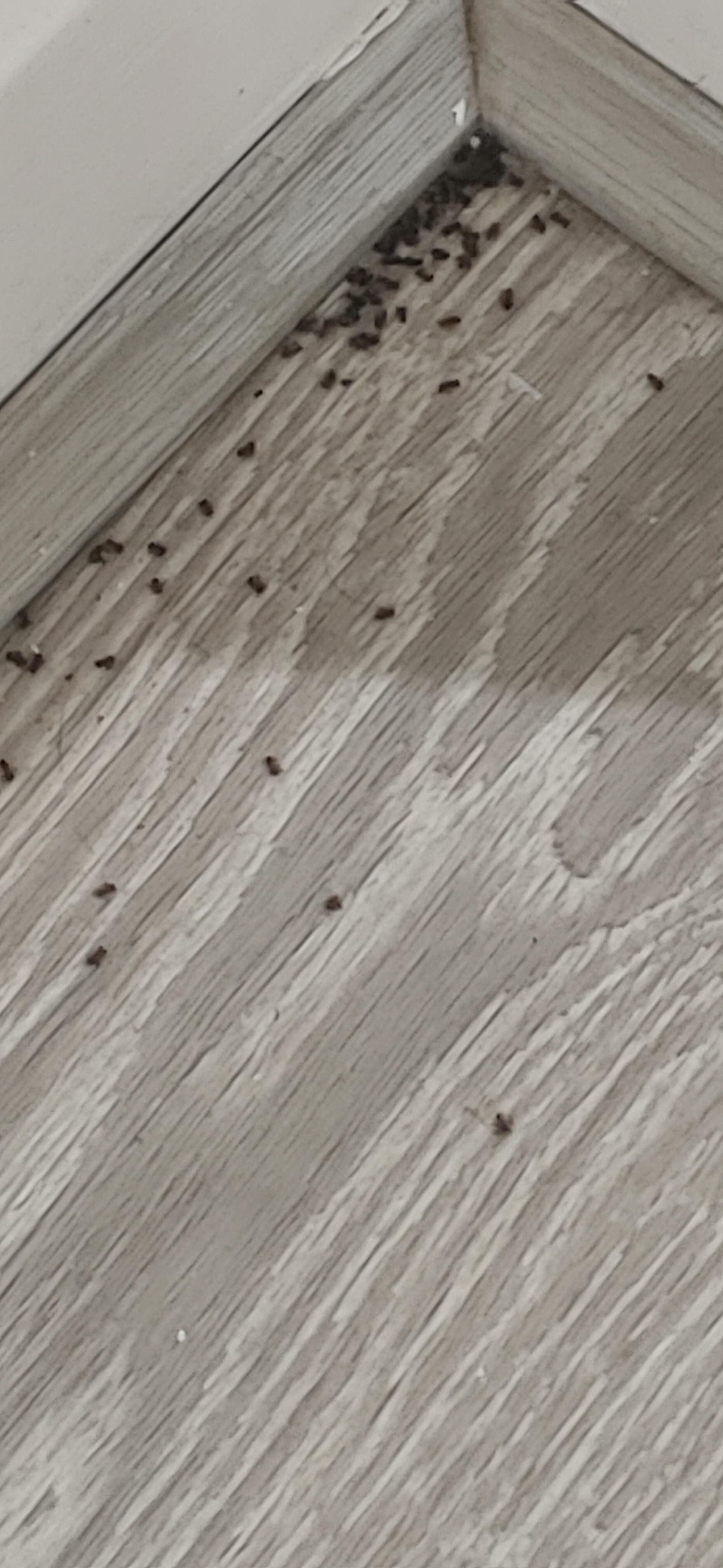 Dead ants