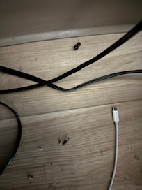 Bugs