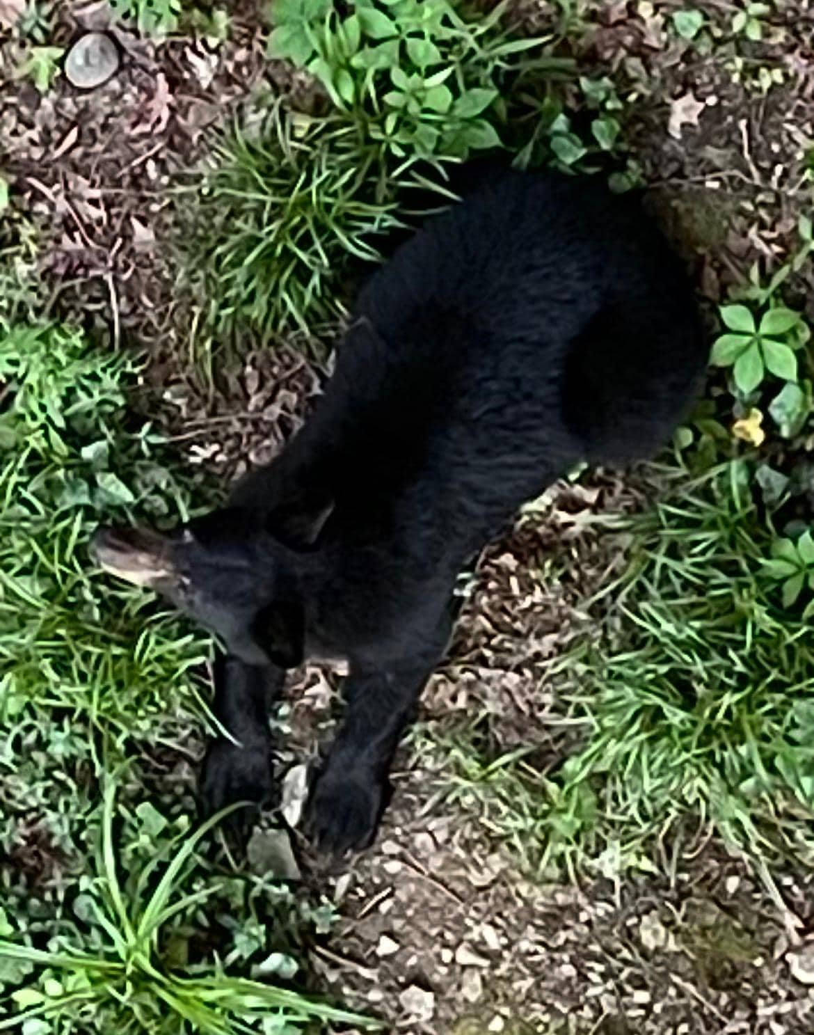 Bear cup chilling below