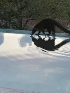 Coati stopping by for an evening drink