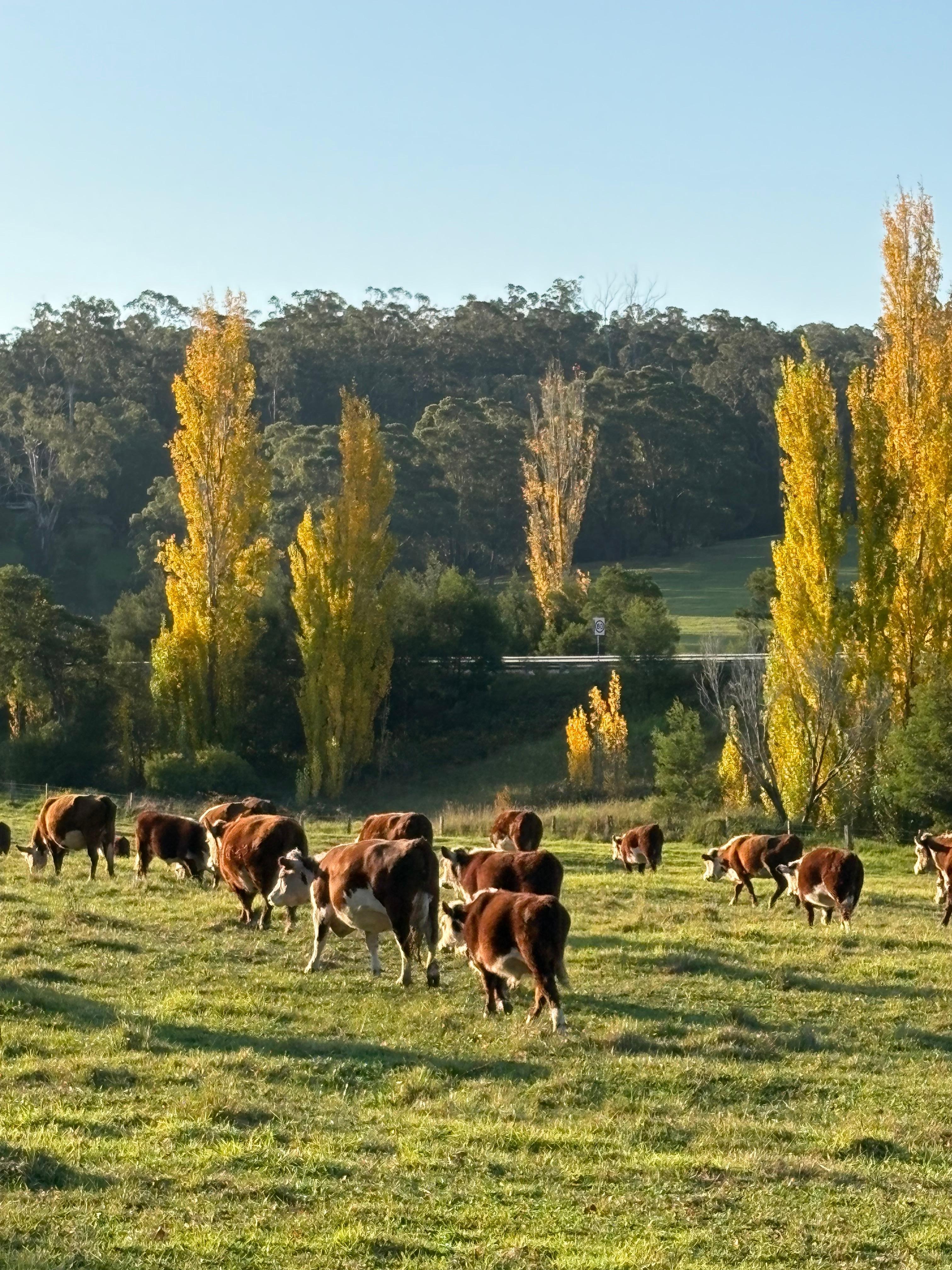 Hinterland behind Mallacoota