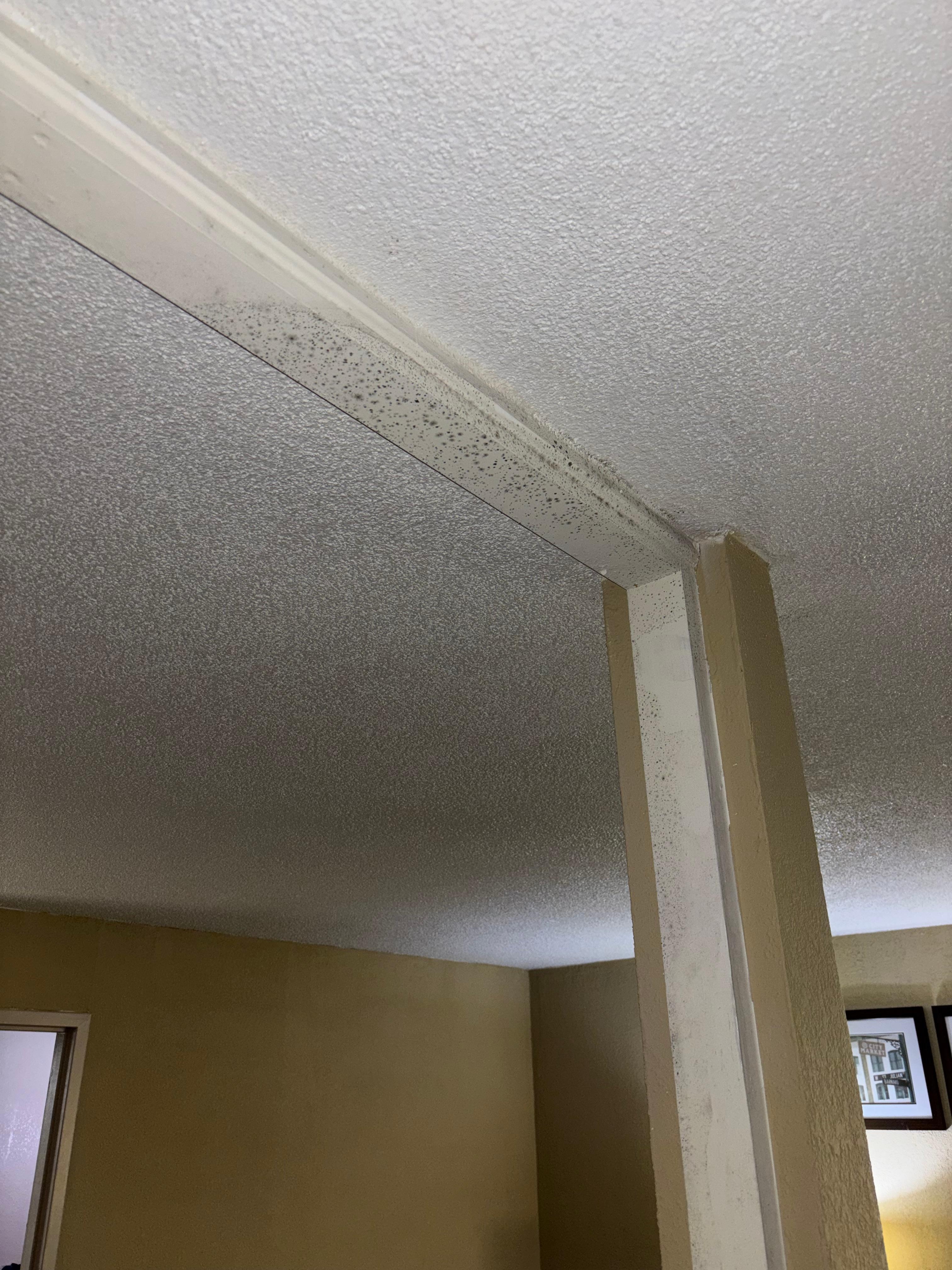 BLACK MOLD☠️🏴‍☠️