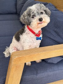 Monty lounging in the screened porch