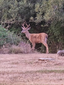 Picture taken from the kitchen window.