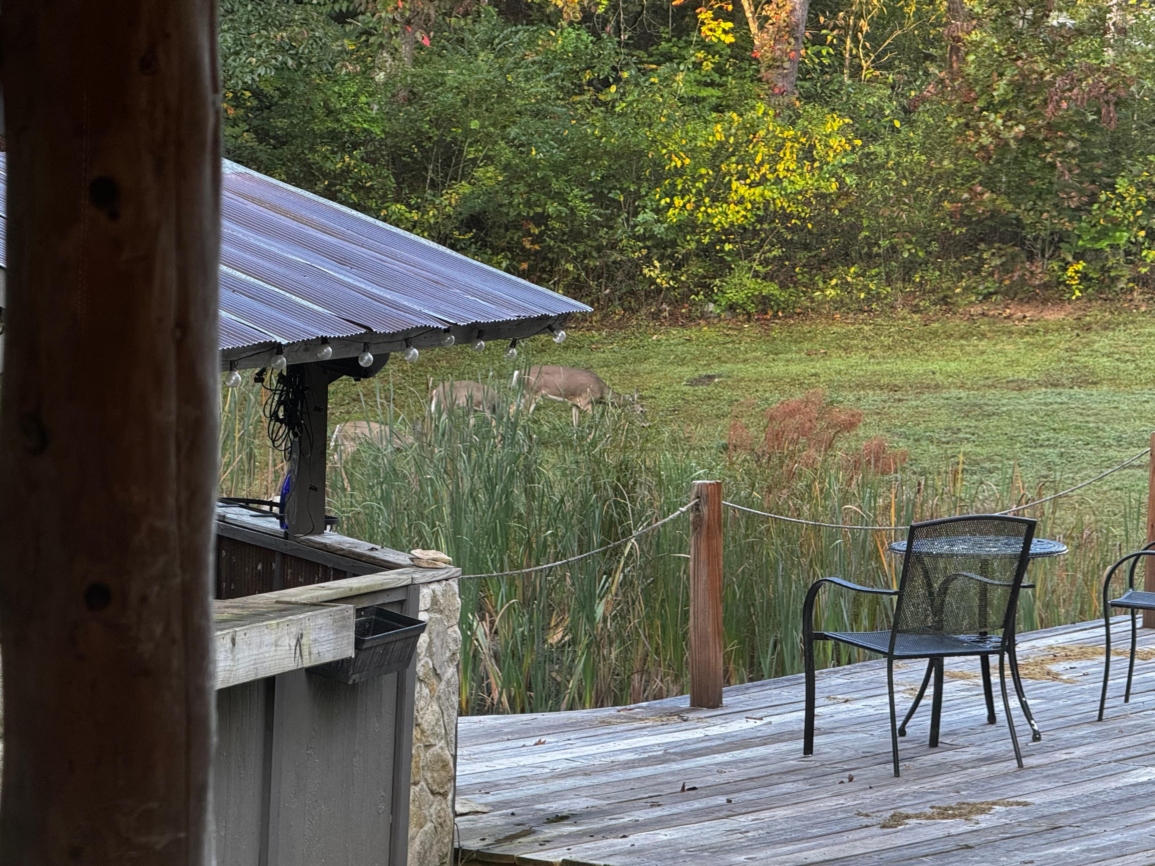 Wild life in the morning while we had coffee