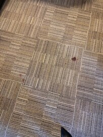 Blood on carpet