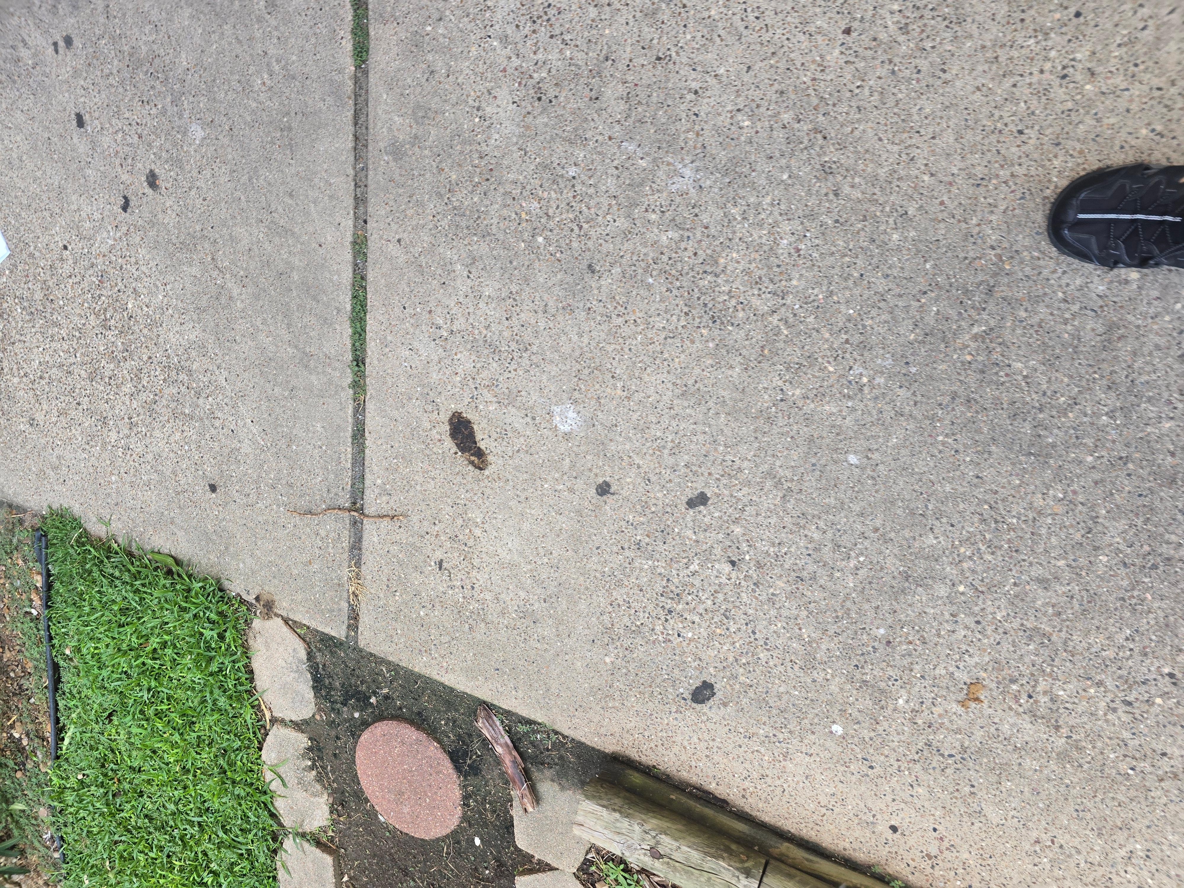 Poop in the sidewalk