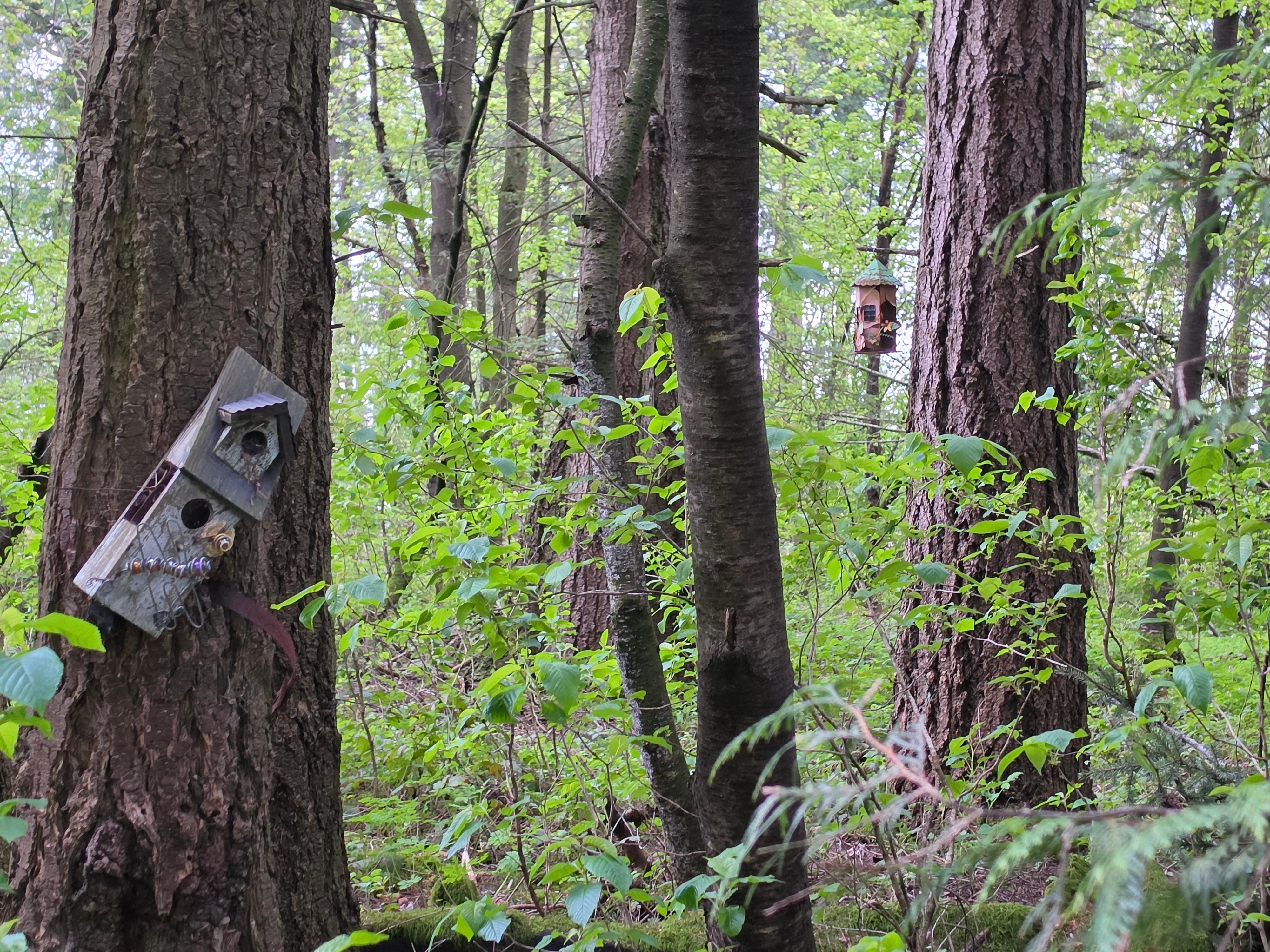 Cute birdhouses in the forested area of the property 