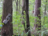 Cute birdhouses in the forested area of the property