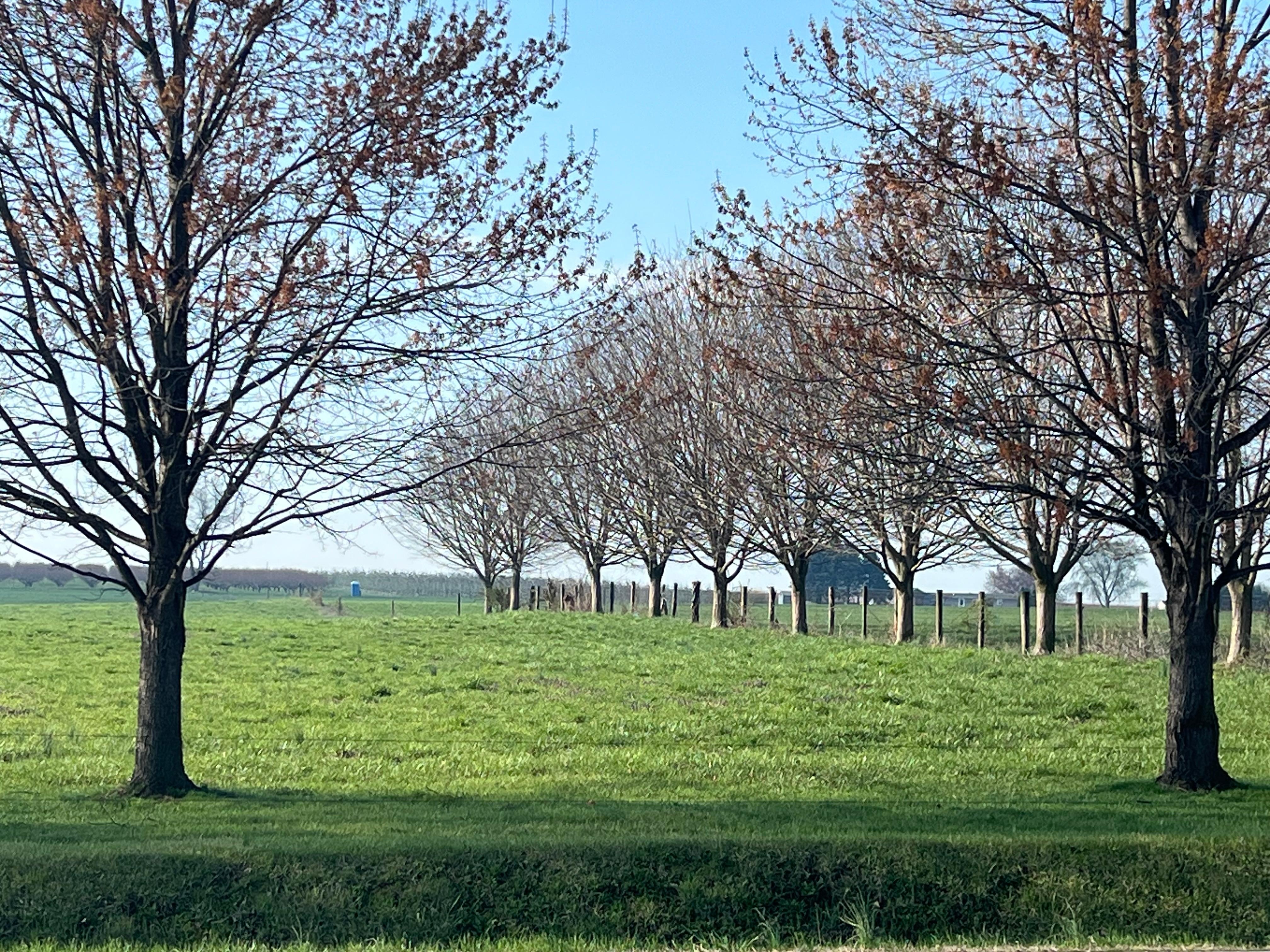 Beautiful Spring trees