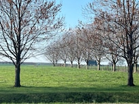 Beautiful Spring trees