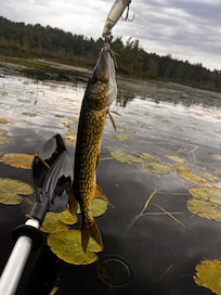 Caught pike from the backside of island while kayaking