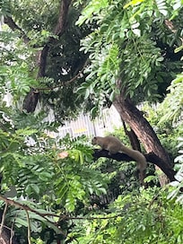 Lots of greenery around the apartments