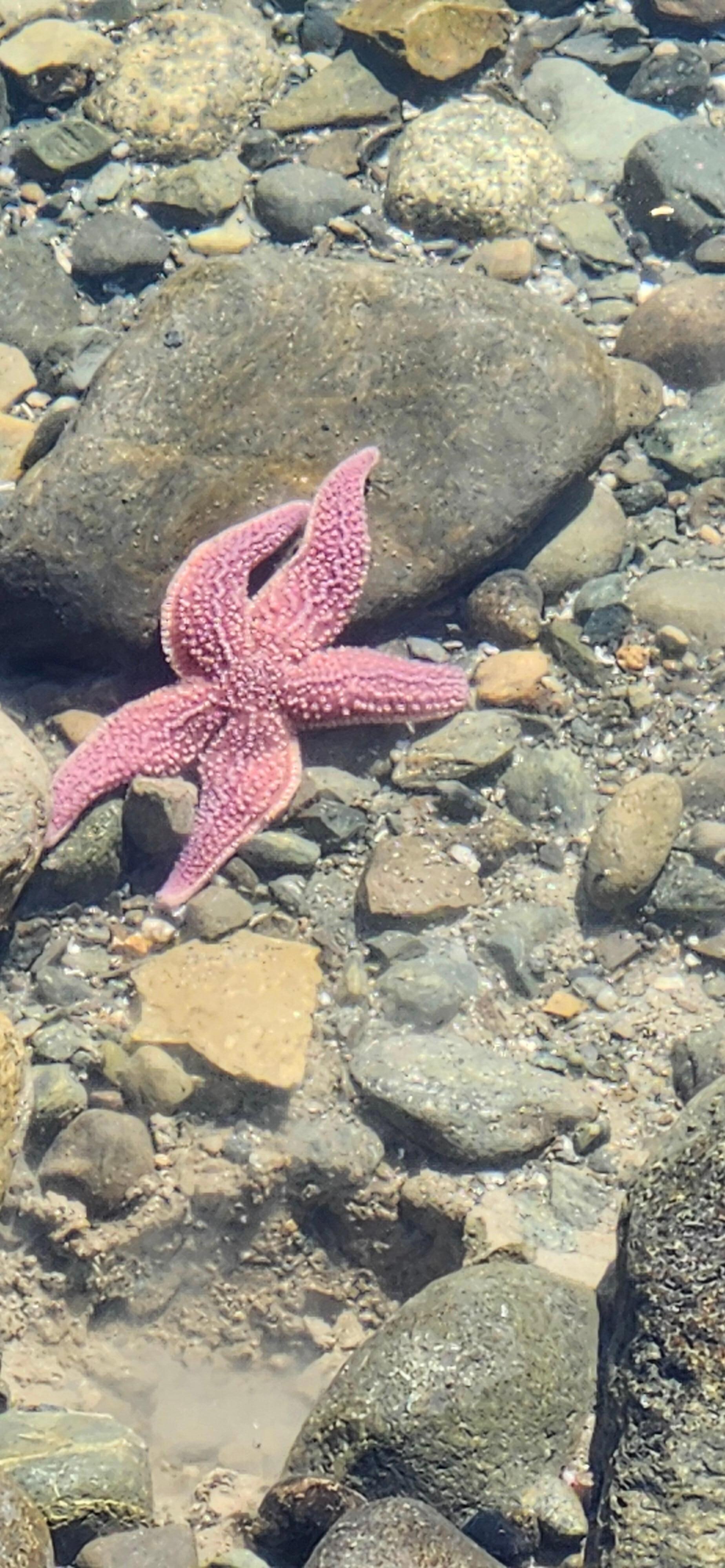 We saw a couple of starfisth at Tidal Falls.
