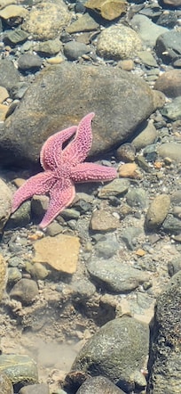 We saw a couple of starfisth at Tidal Falls.