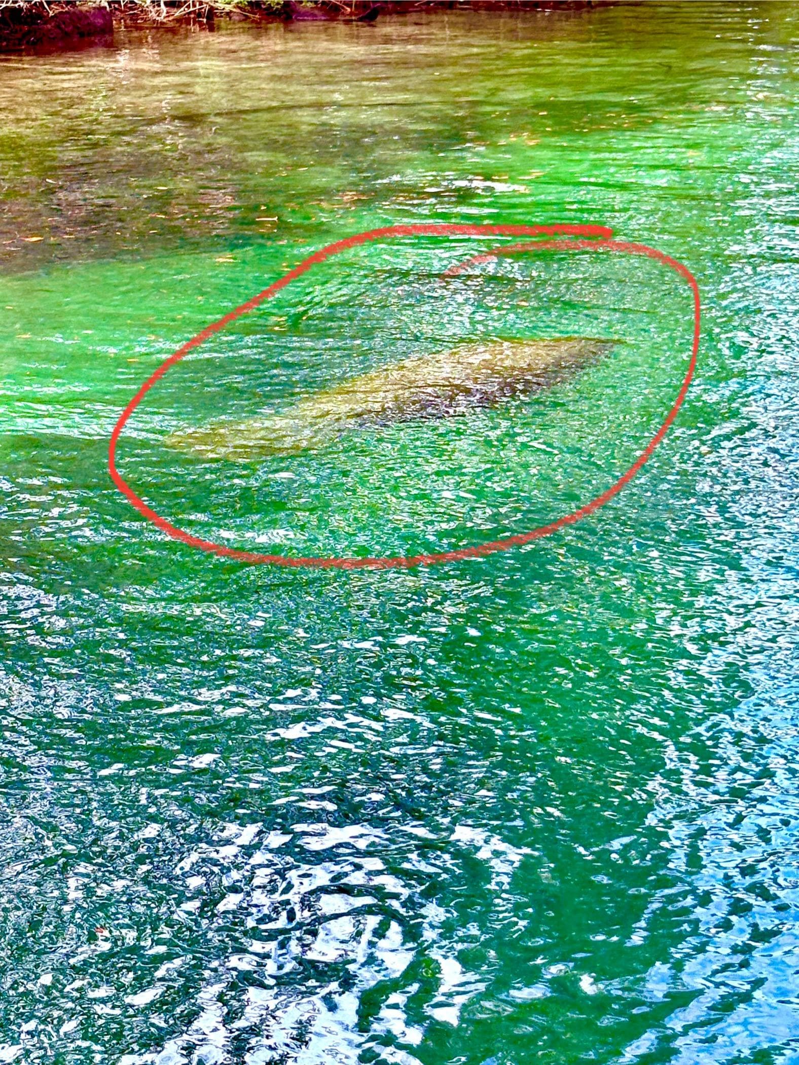 Manatee spotting from the balcony