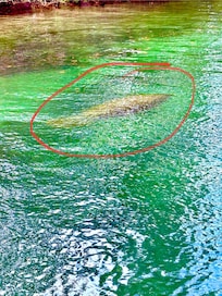 Manatee spotting from the balcony