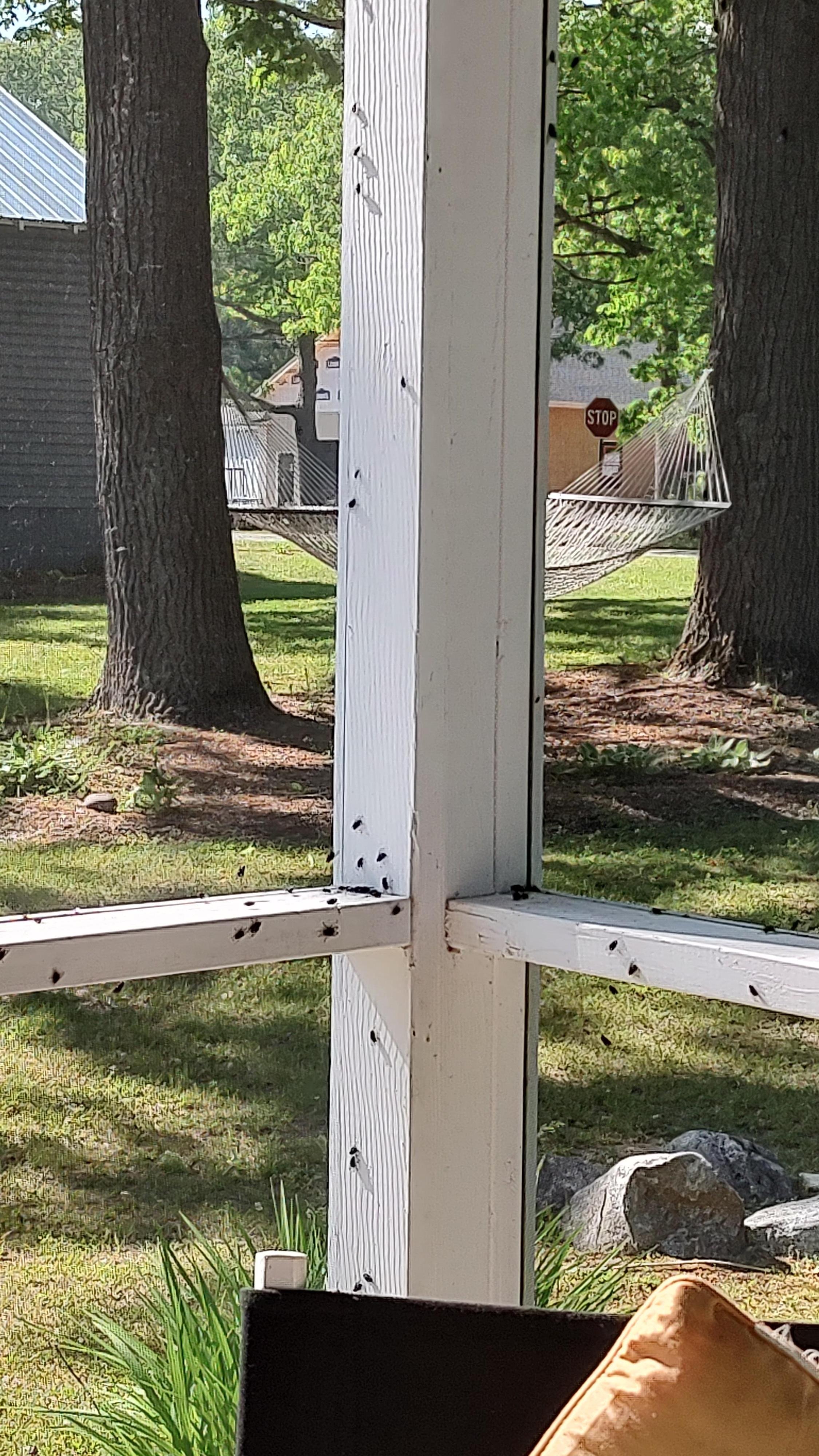 A sample of the fly infestation on the front porch. It got worse as the week went on.