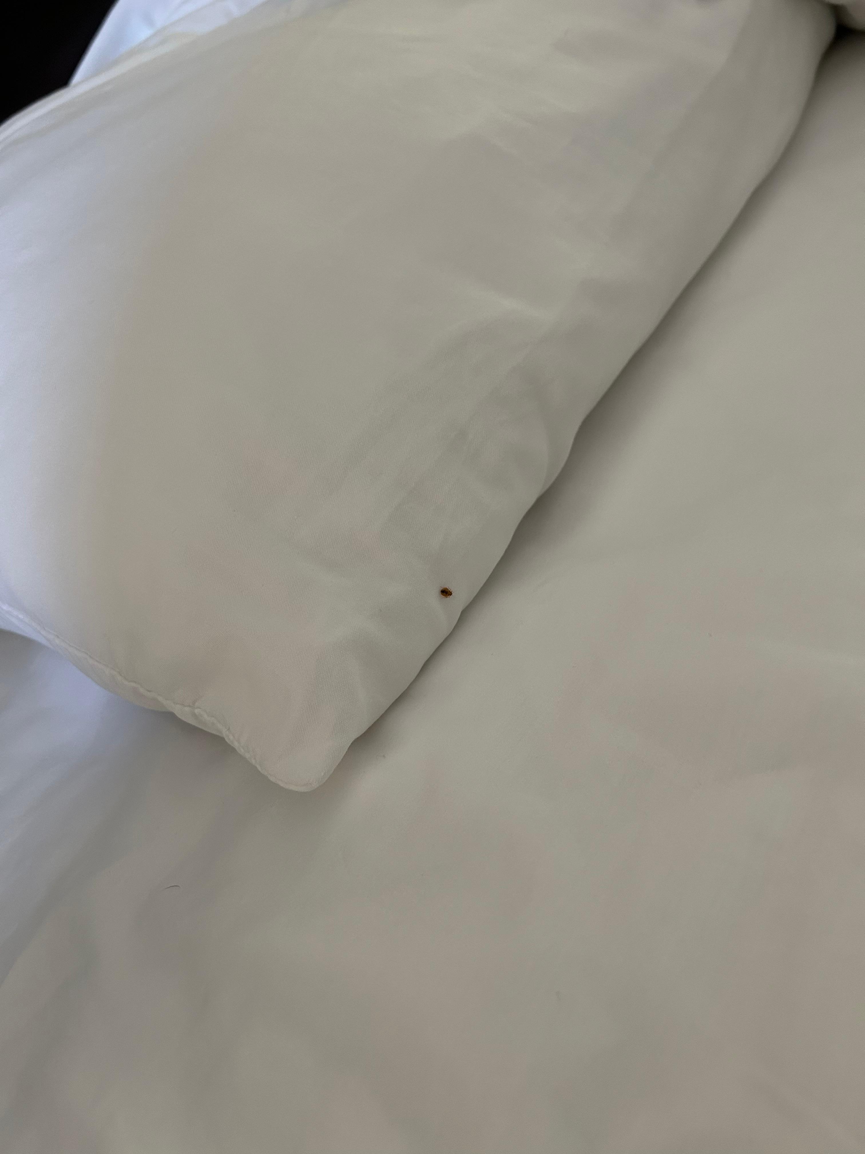 Bed Bug