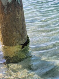 Starfish at dock