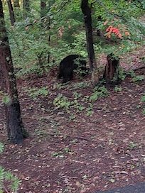 Bear walking up the yard beside our driveway on the first morning of our stay. Sorry for the blur, he was still in motion and my camera had a 3 second shutter, so that it could lighten the photo, causing motion blurring.