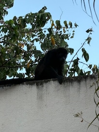 Howler monkeys beside house