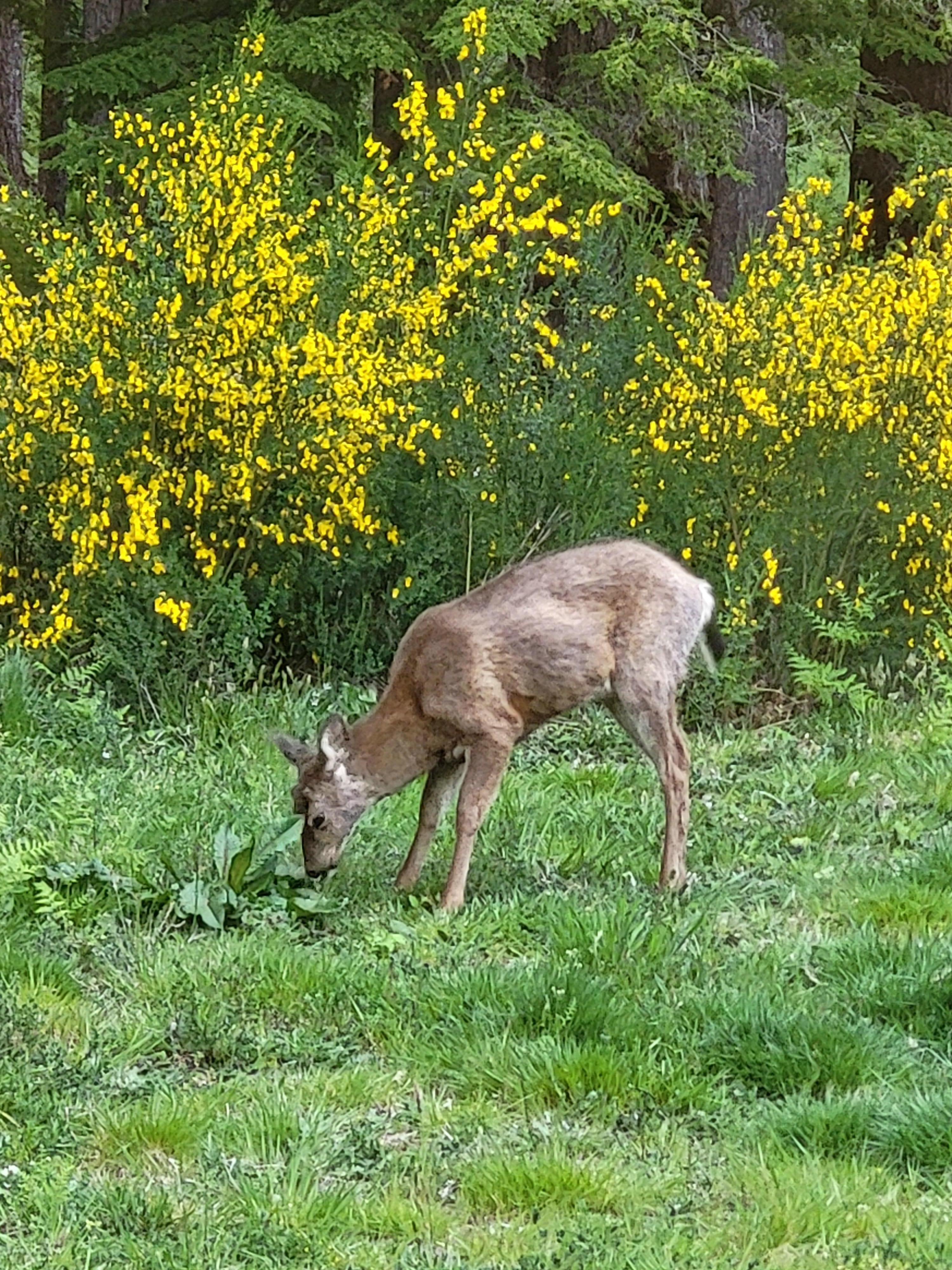 One of our daily visitors :)