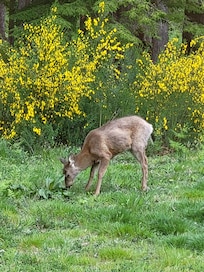 One of our daily visitors :)