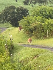 Deer grazing in the early morning.