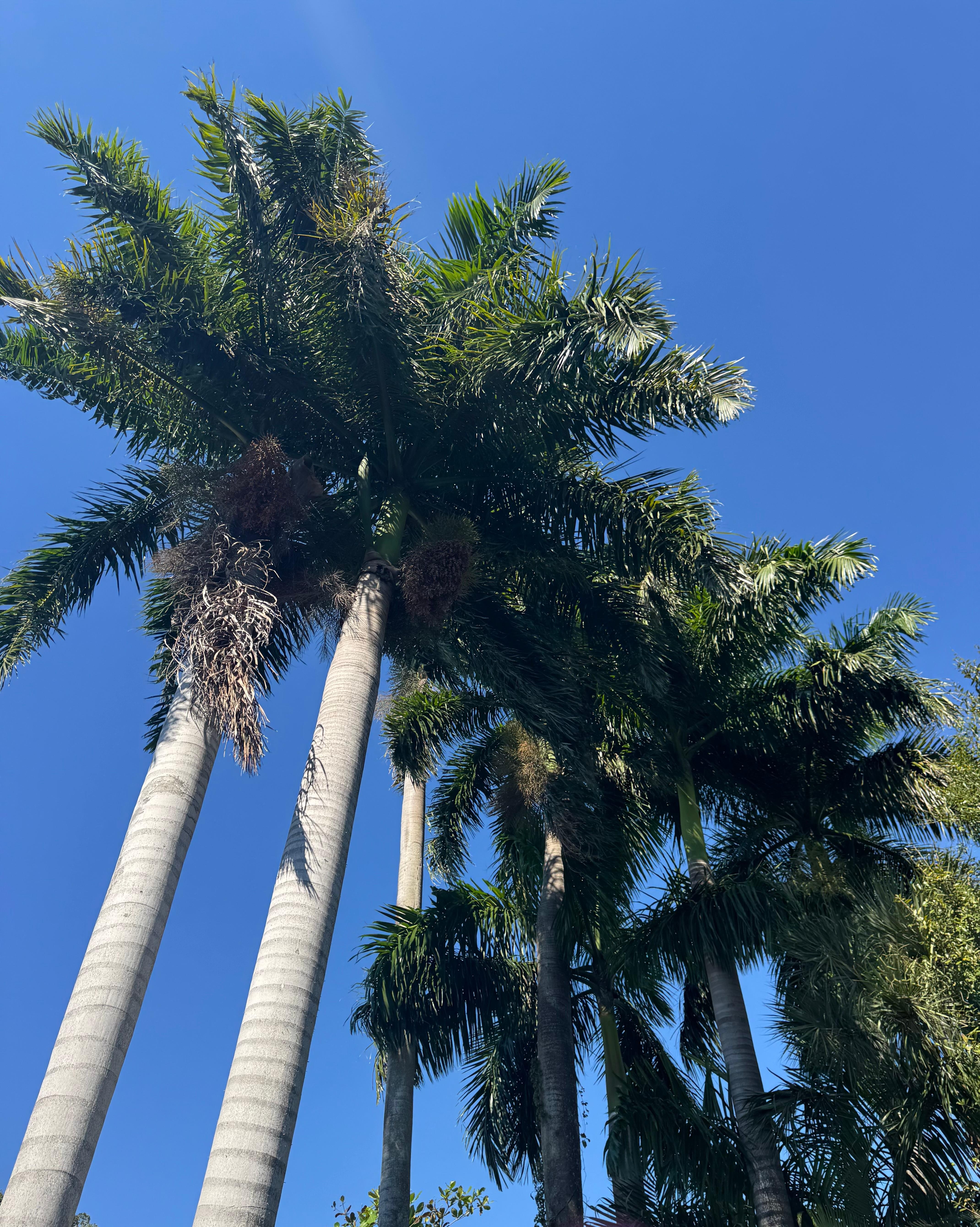 Back yard beautiful mature palm trees
