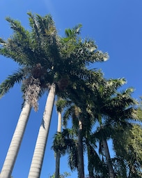 Back yard beautiful mature palm trees