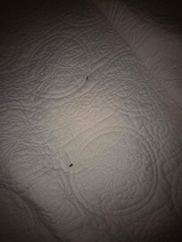 Rat poop on the beds