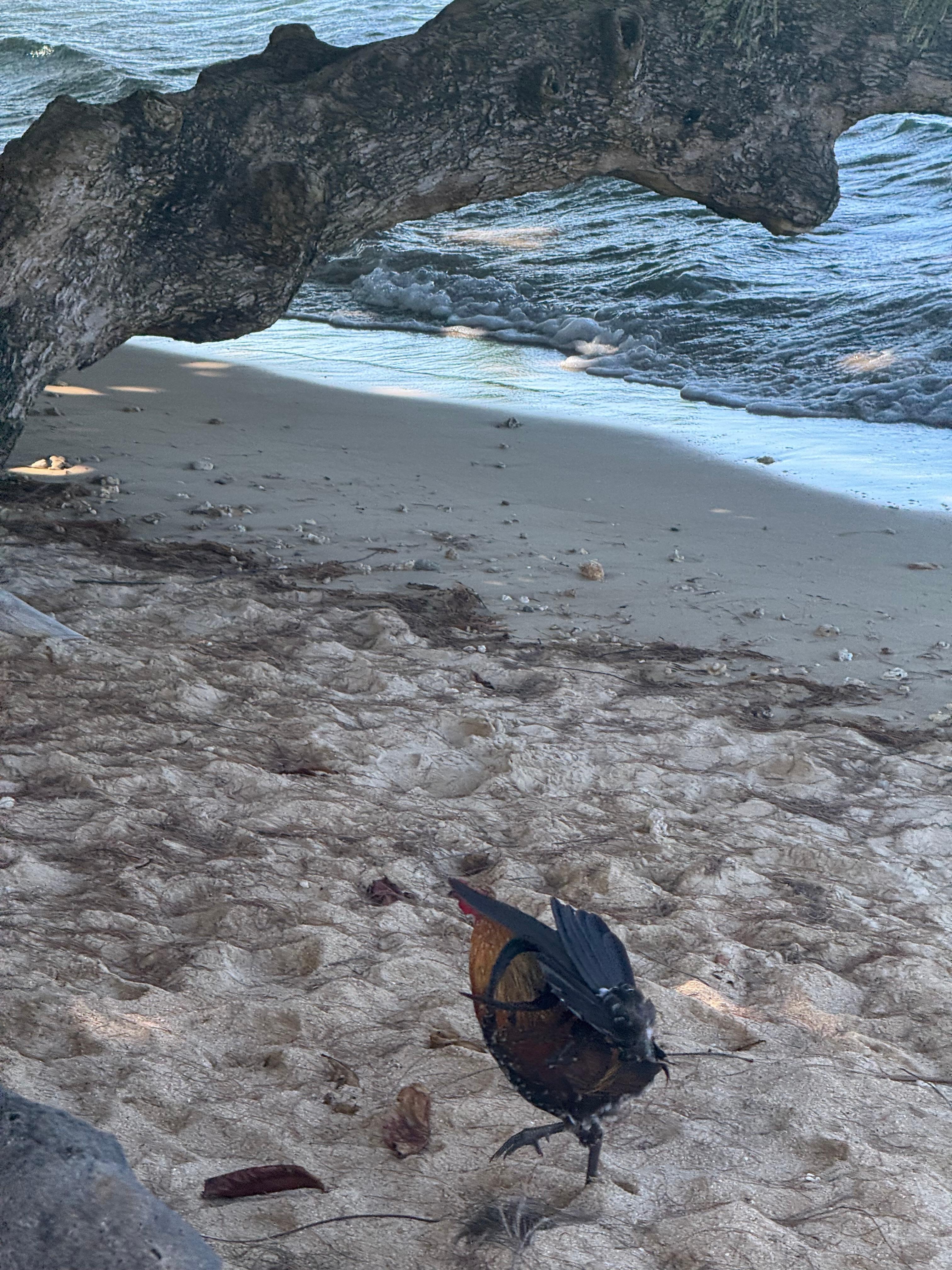 Rooster on Annini  beach