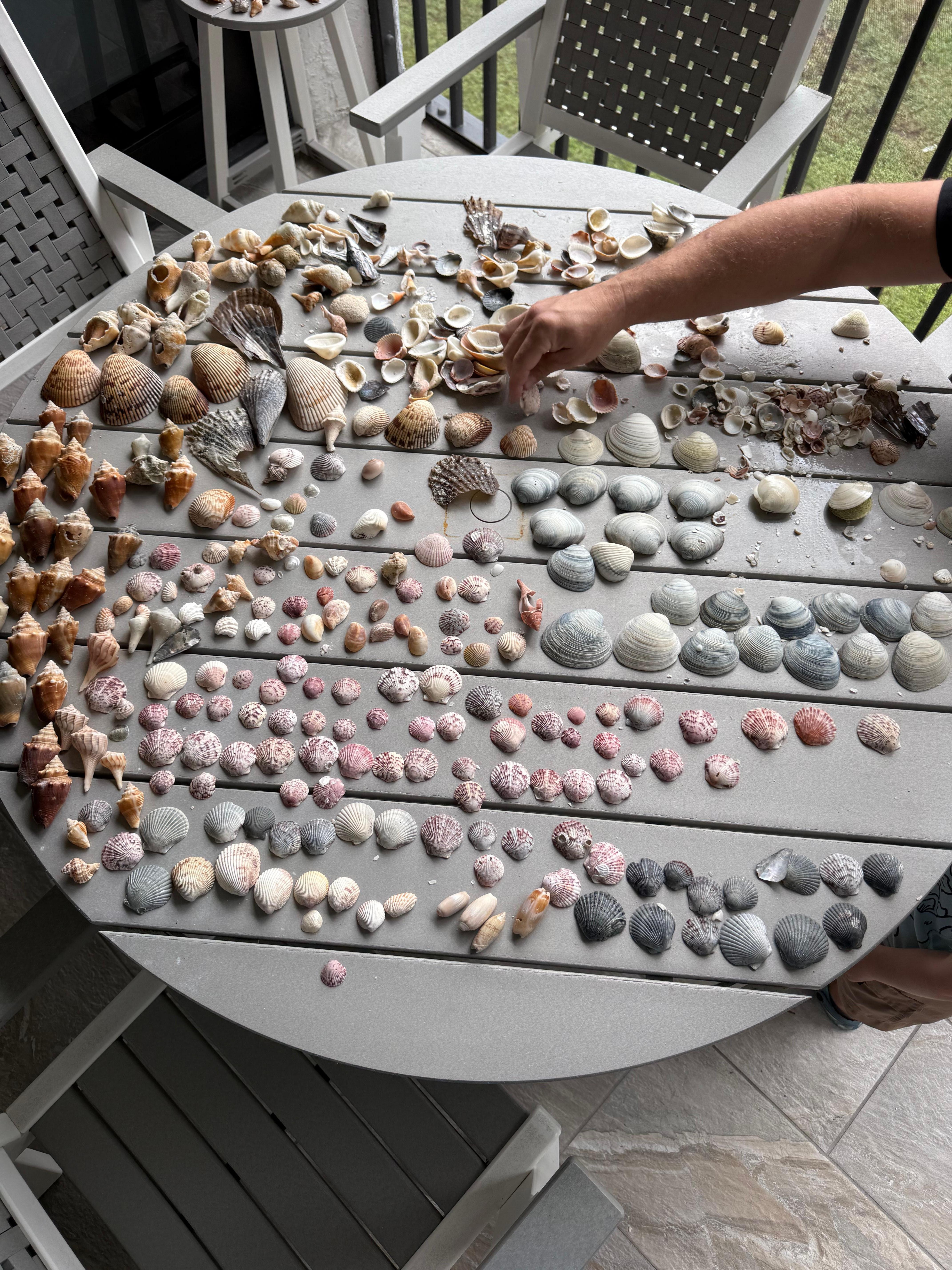 We found all of these in one morning!  We came home with so many shells! 