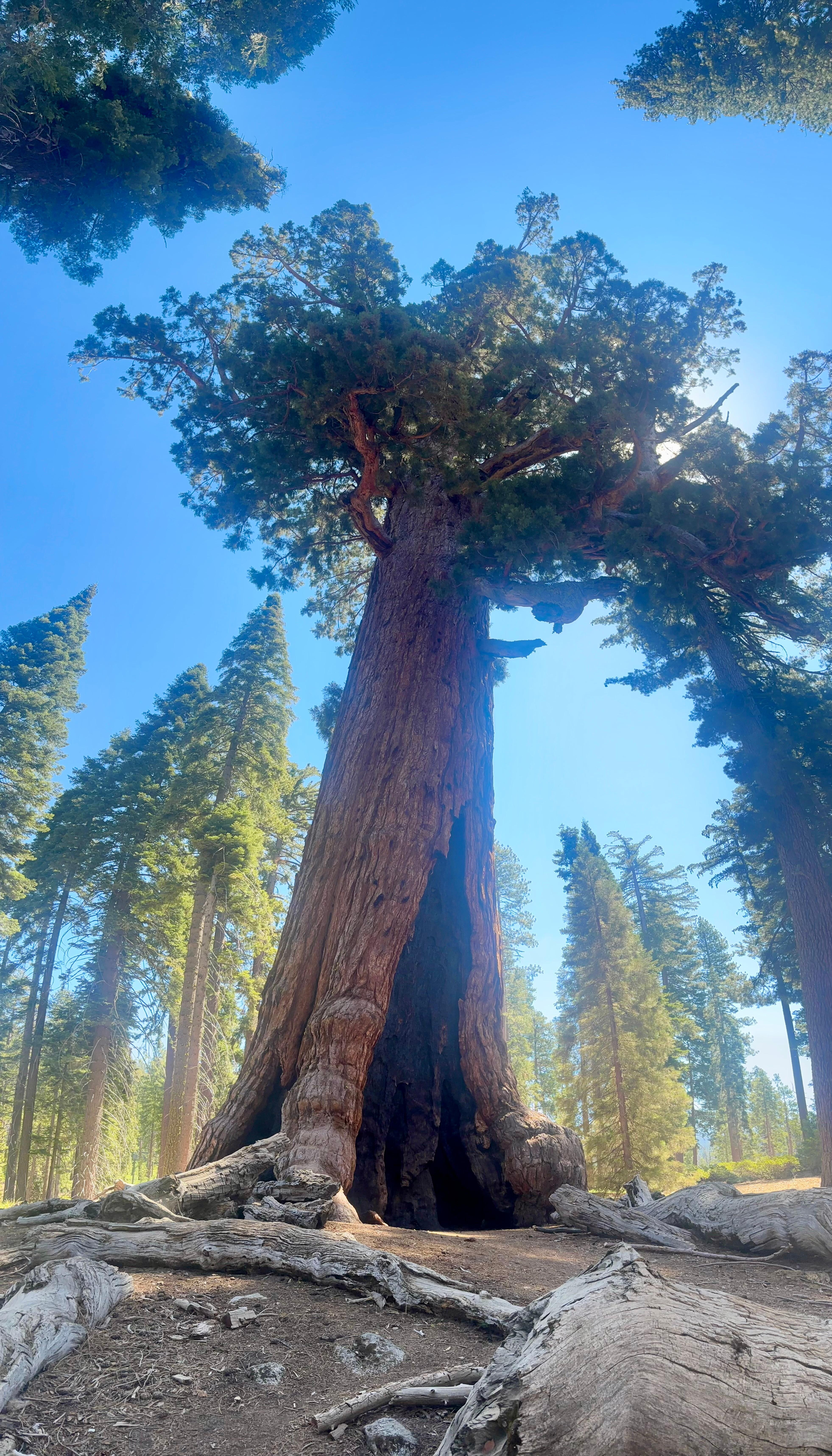 Grizzly Giant 