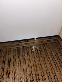 spill on carpet