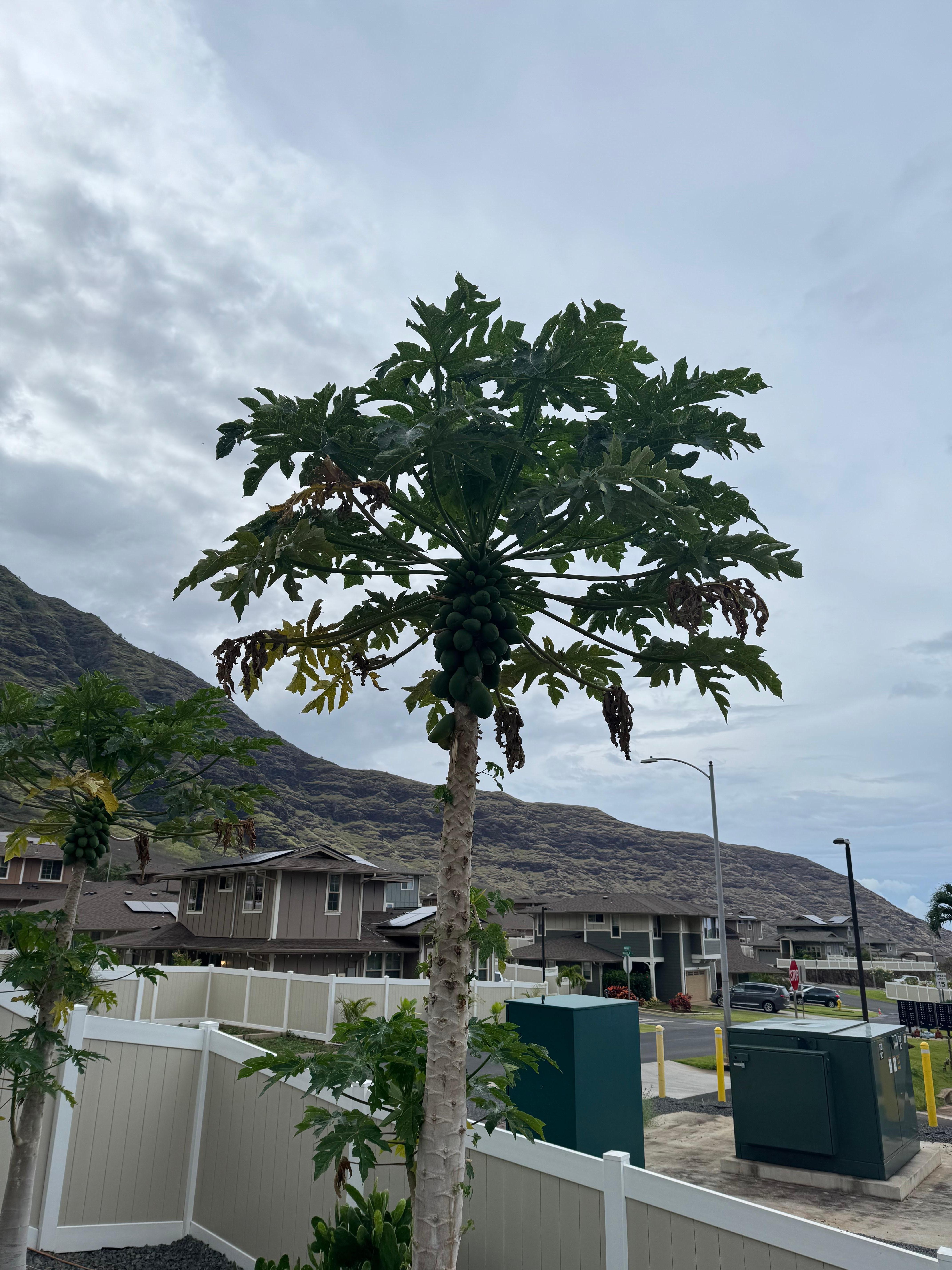 Papaya tree in the yard 