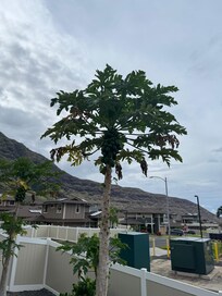 Papaya tree in the yard