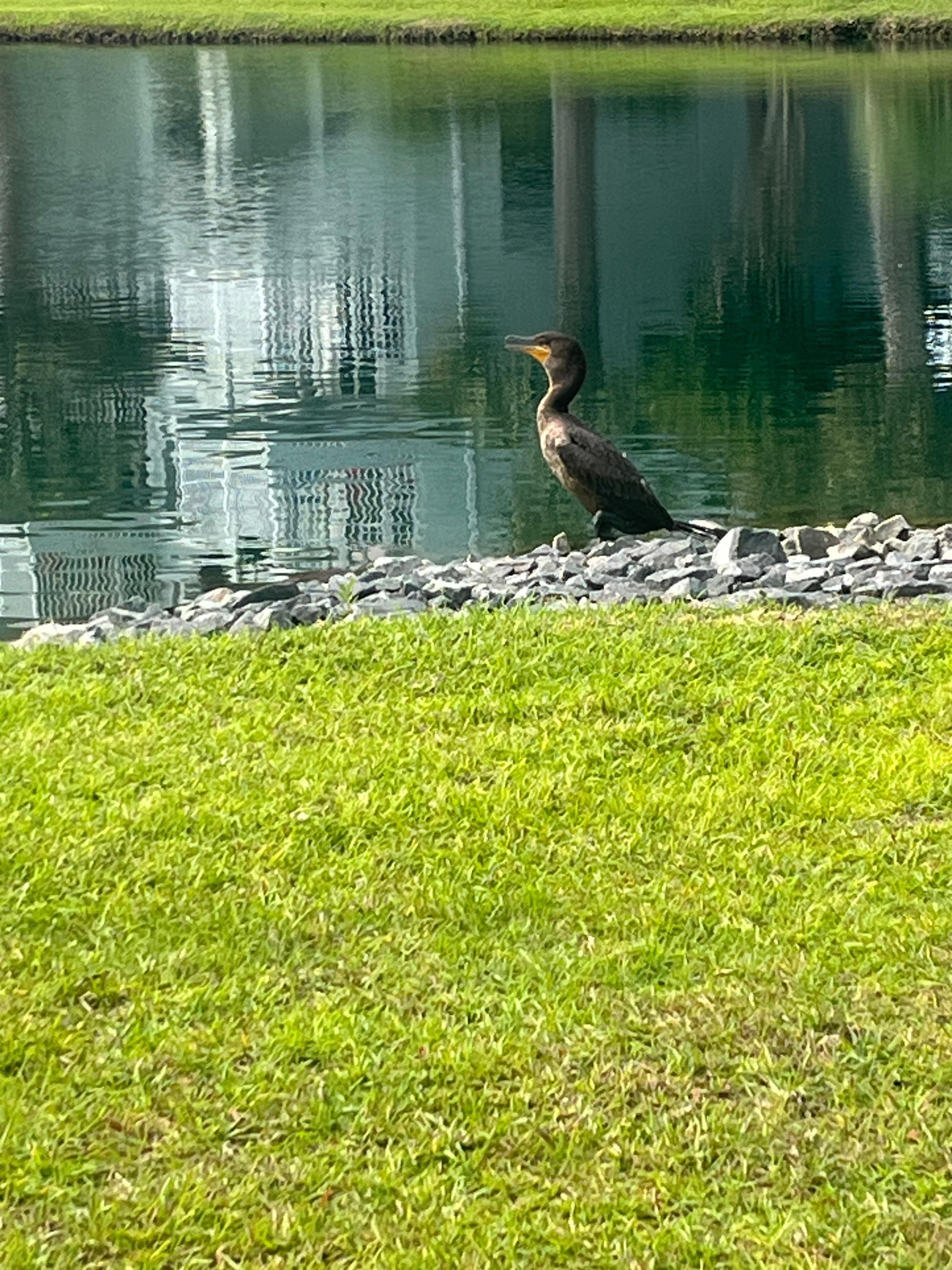 Lake across the street 