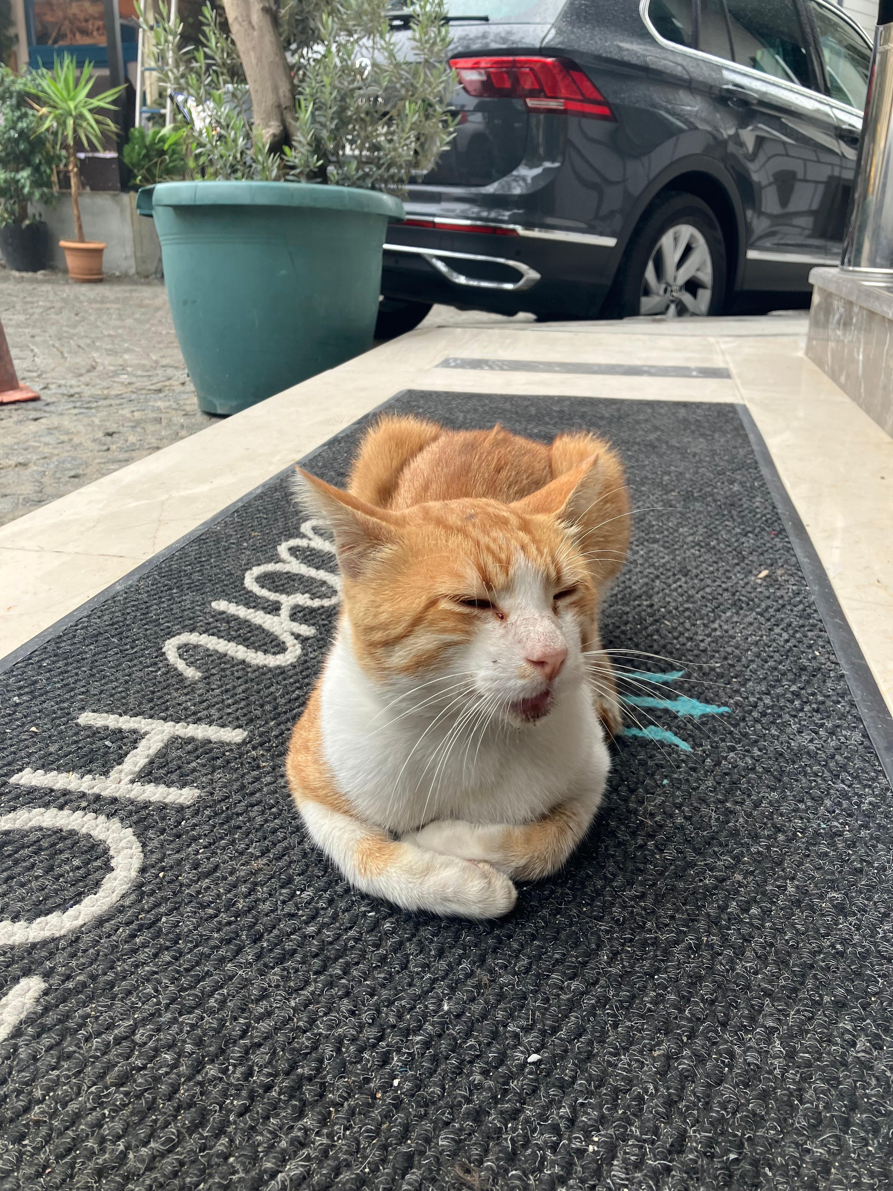 E questo è il gatto dell’hotel 