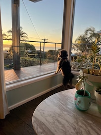 Our dog loved the views too.