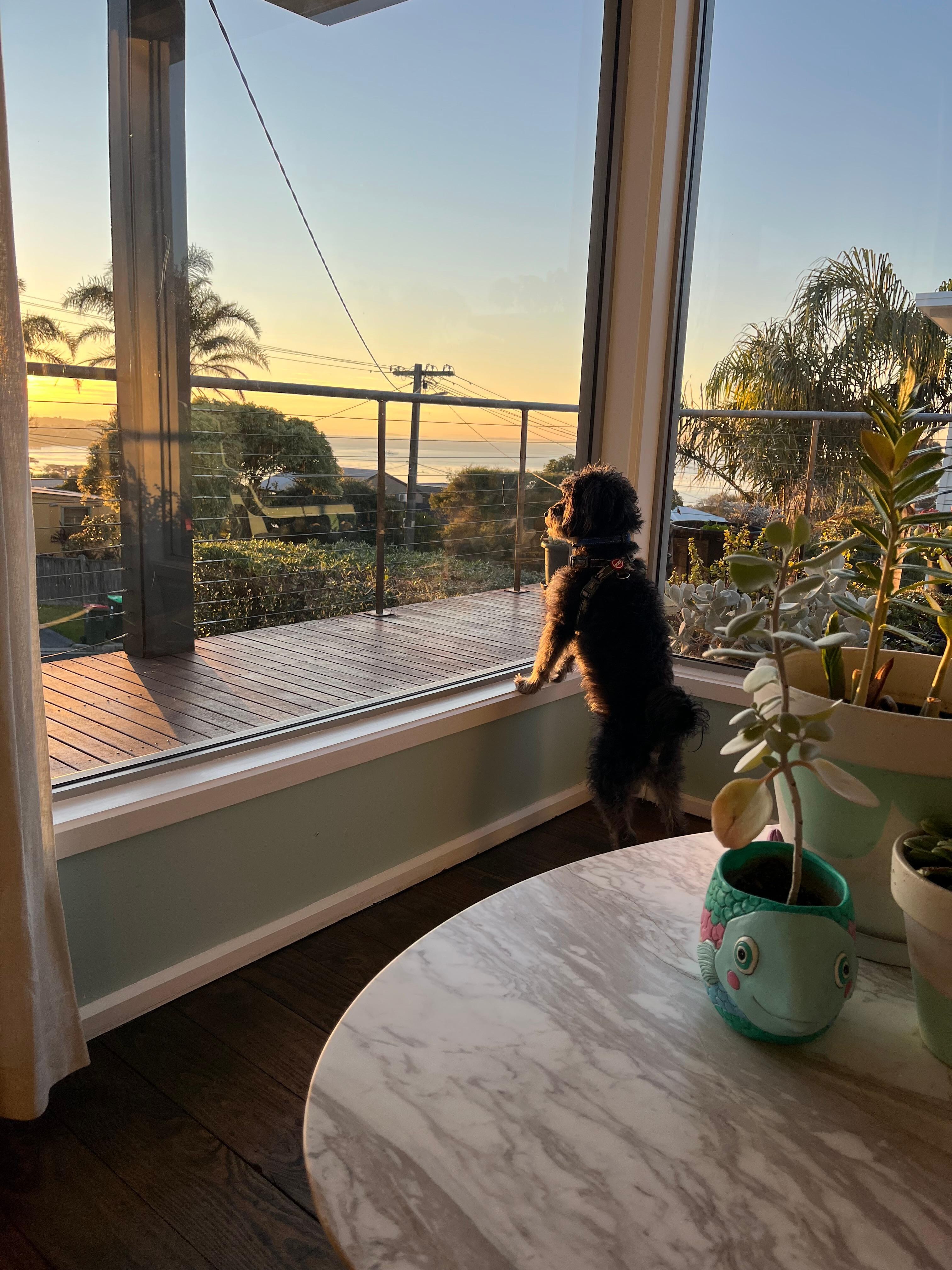 Our dog loved the views too. 