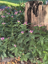 Beautiful flowers all around the property