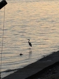 Serene company of Great Blue Heron